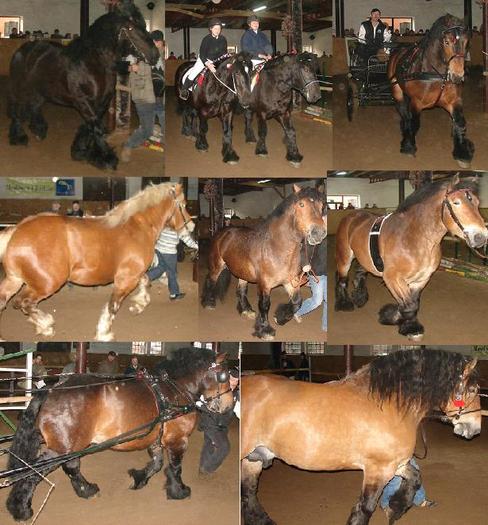 k,MzkyNjA1NTQsNDQ1Mjcy,f,Boleslawowo_2008[1] - Cai exemplare deosebite