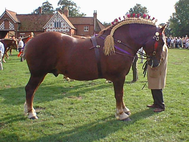 k,MzkyNjA1NTQsNDQ1Mjcy,f,suffolk_punch[1] - Cai exemplare deosebite