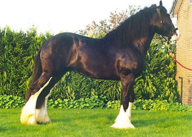 k,MzkyNjA1NTQsNDQ1Mjcy,f,szajr[1] - Cai exemplare deosebite