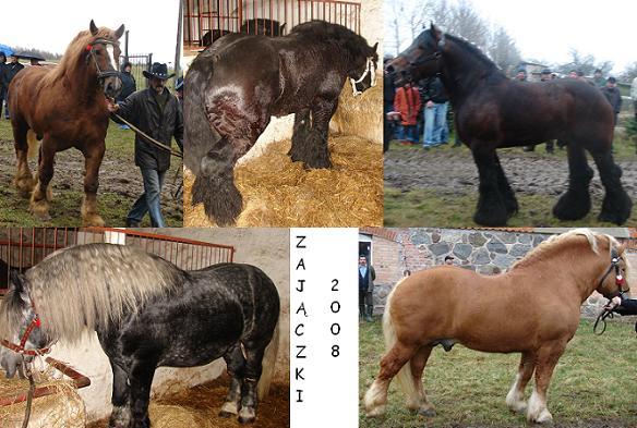 k,MzkyNjA1NTQsNDQ1Mjcy,f,Zajaczki_2008[1] - Cai exemplare deosebite