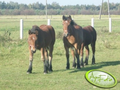 med_gallery_12407_79_131050[1]