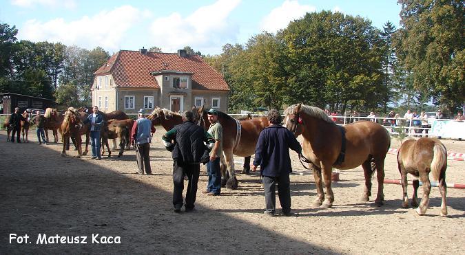 stawka[1] - Cai exemplare deosebite