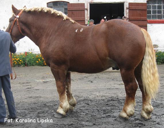 stetson554gby85pkt[1] - Cai exemplare deosebite