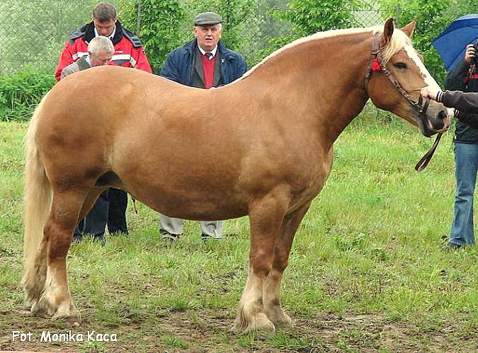 sumatra[1] - Cai exemplare deosebite