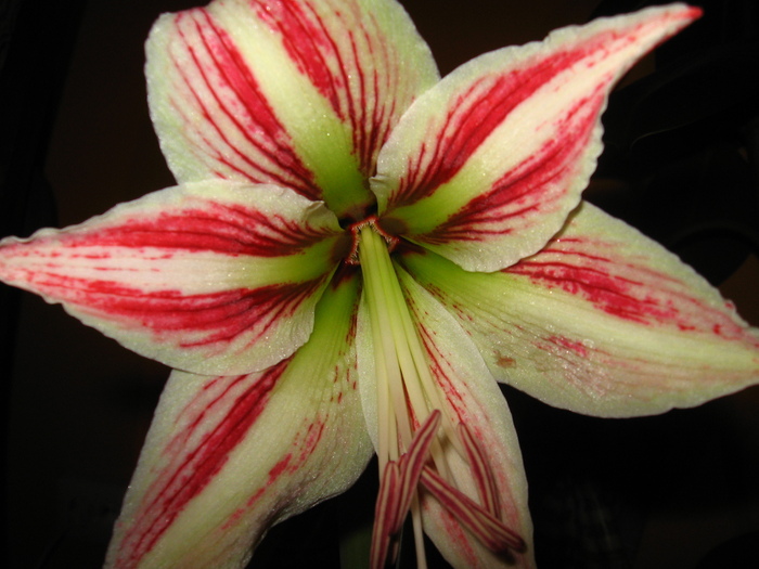 Hippeastrum vittatum - Hippeastrum