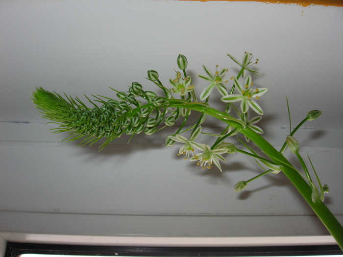 ornithogalum - Ornithogalum