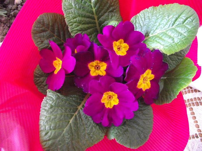 primula noua