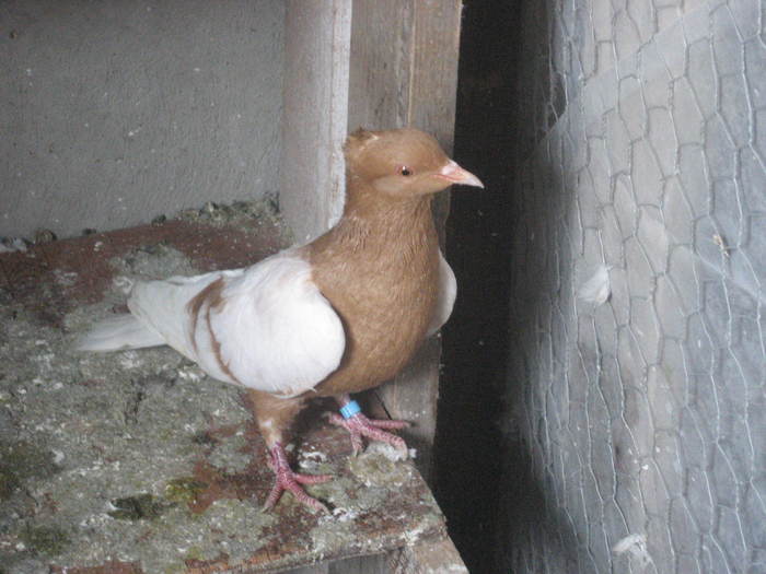 bronzati - album poze porumbei ornament si agrement