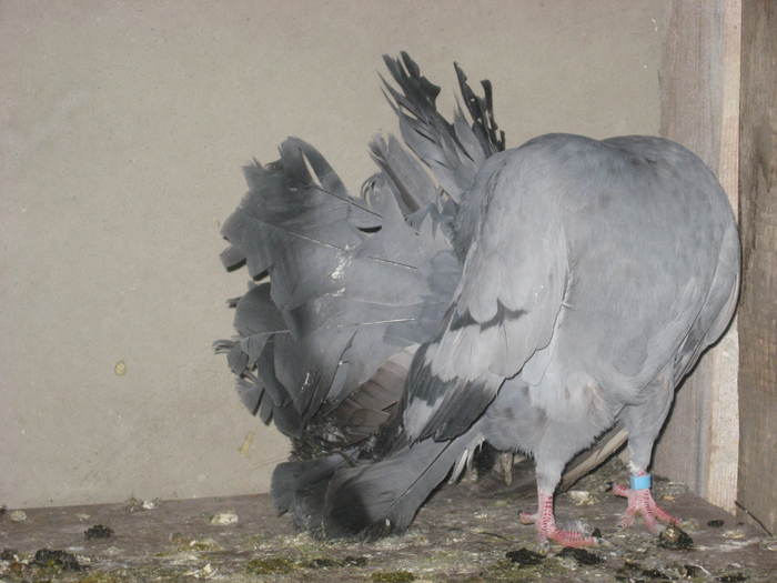 voltati - album poze porumbei ornament si agrement