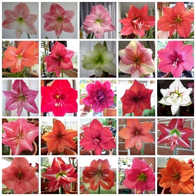 hippeastrum colaj - HIPPEASTRUM