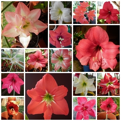 hippeastrum2