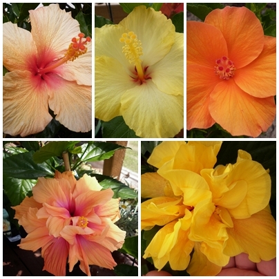 7 - HIBISCUS