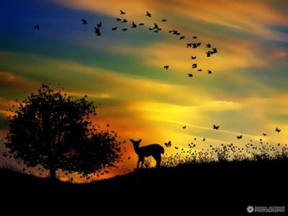 nature color tree birds deer - Xx just a color nature