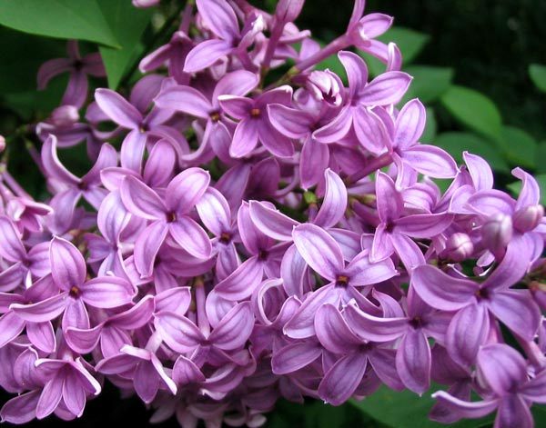 liliac