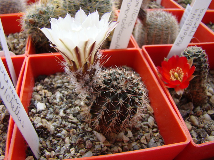 Echinocereus pulchellus