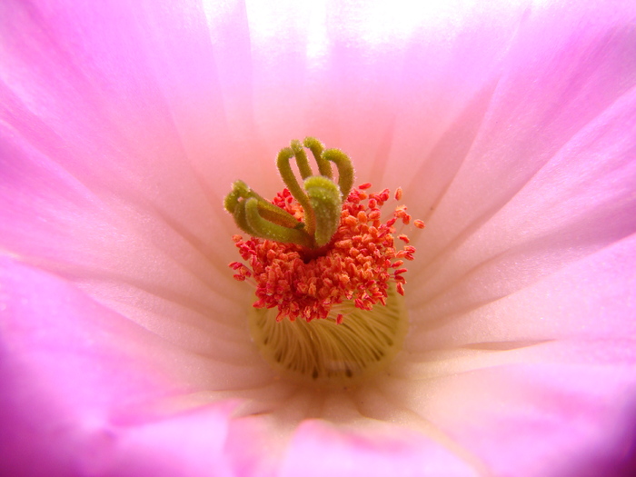 Echinocereus rigidisimus v rubrispinus L088 - Echinocereus