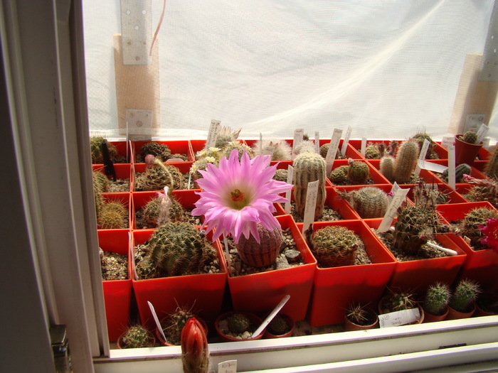 Echinocereus rigidisimus v rubrispinus L088 - Echinocereus