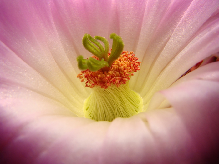 Echinocereus rigidisimus v rubrispinus L088