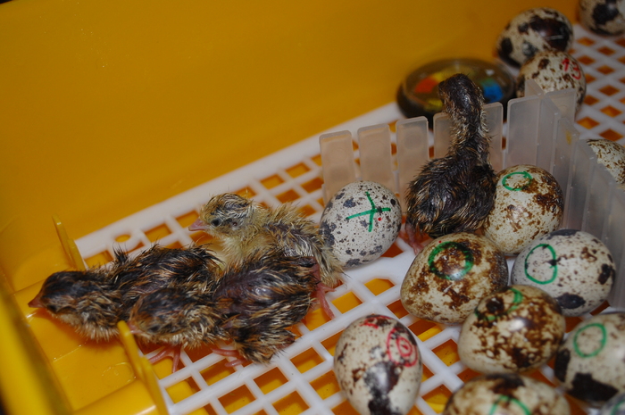 pui de o zi mart.2011 - 992 Cutie pt prepelite