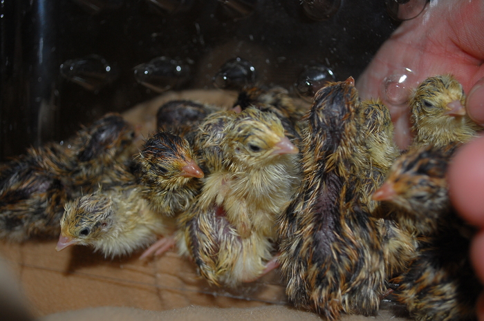 pui de o zi mart.2011 - 992 Cutie pt prepelite