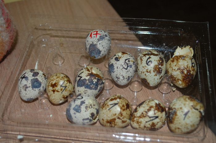 dupa eclozare mart.2011 - 992 Cutie pt prepelite