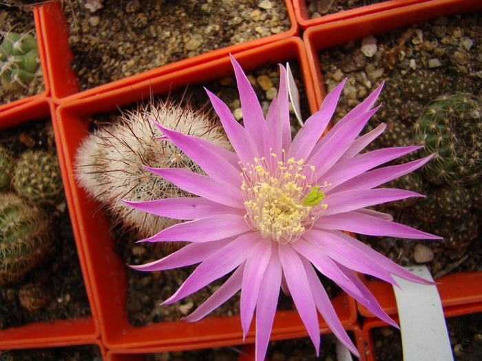 Echinocereus laui - Echinocereus