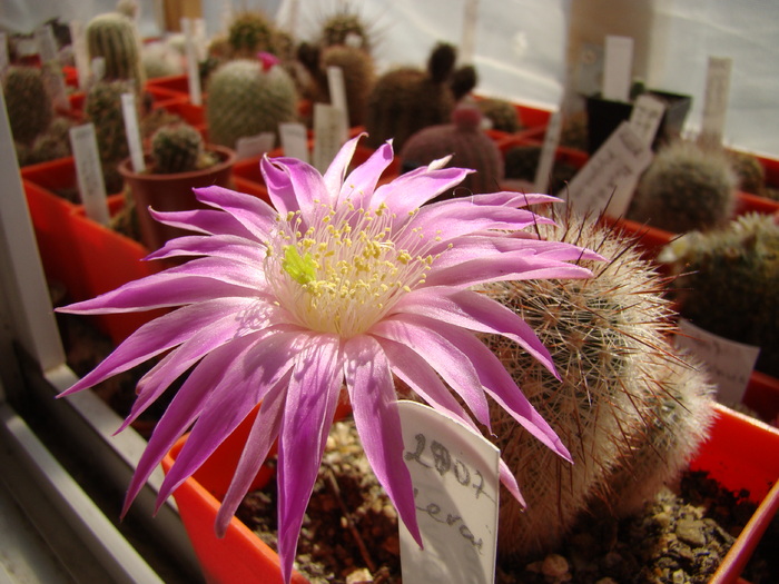 Echinocereus laui - Echinocereus