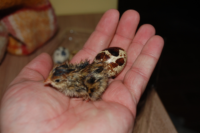 pui de o zi mart.2011 - 992 Cutie pt prepelite