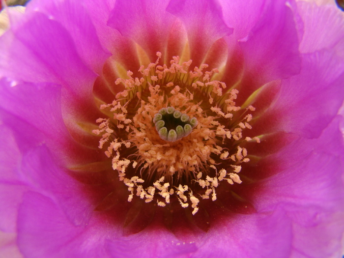 Echinocereus baileyi v. albispinus