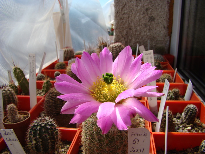 Echinocereus sp - Echinocereus