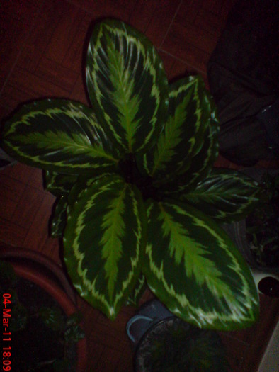 DSC00006 - maranta