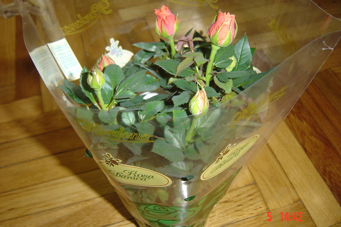 trandafir pentru mama mea - MARTIE 2011