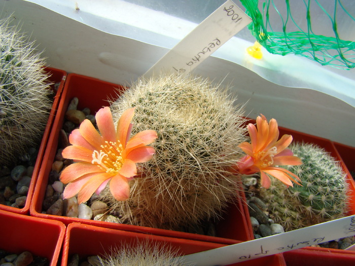 DSC05603 - Rebutia