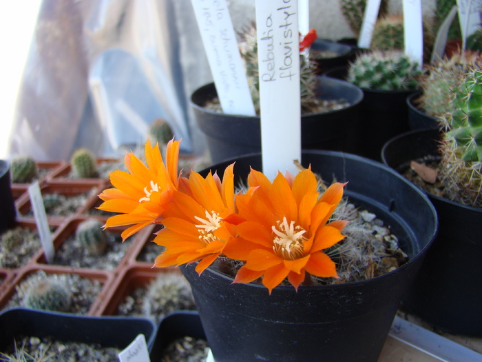 Rebutia flavistyla - Rebutia