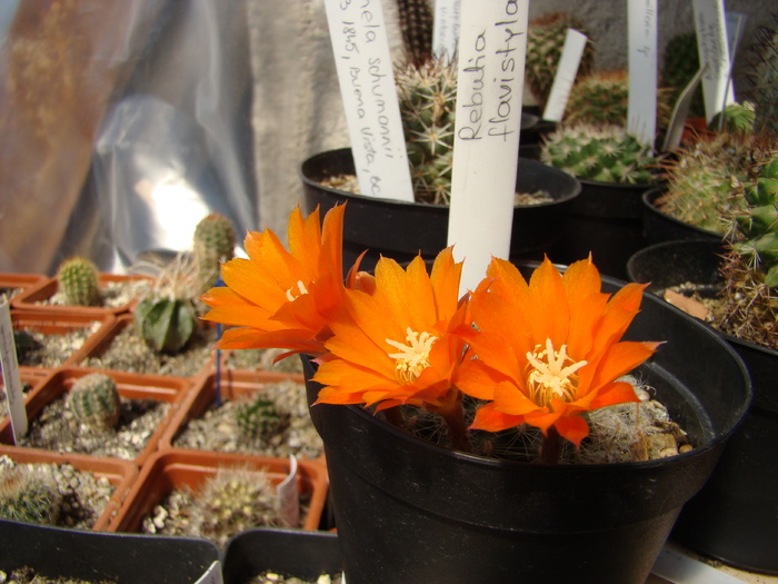 Rebutia flavistyla