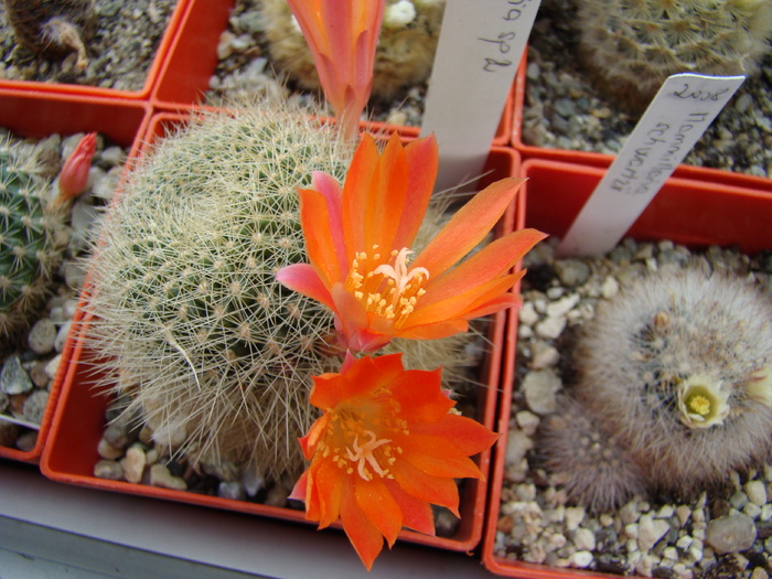 Rebutia sp - Rebutia