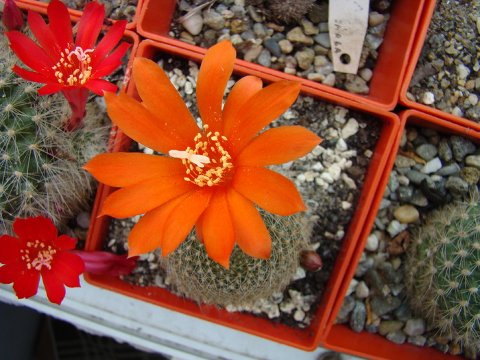 Rebutia sp