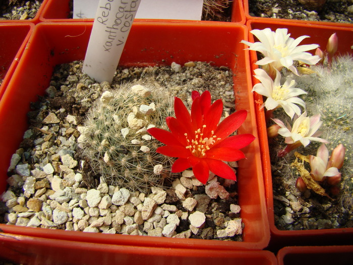 Rebutia xantocarpa v. costata