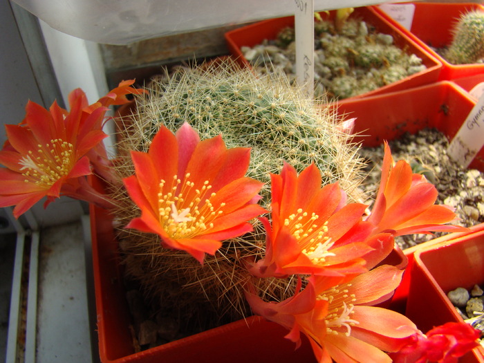 Rebutia sp