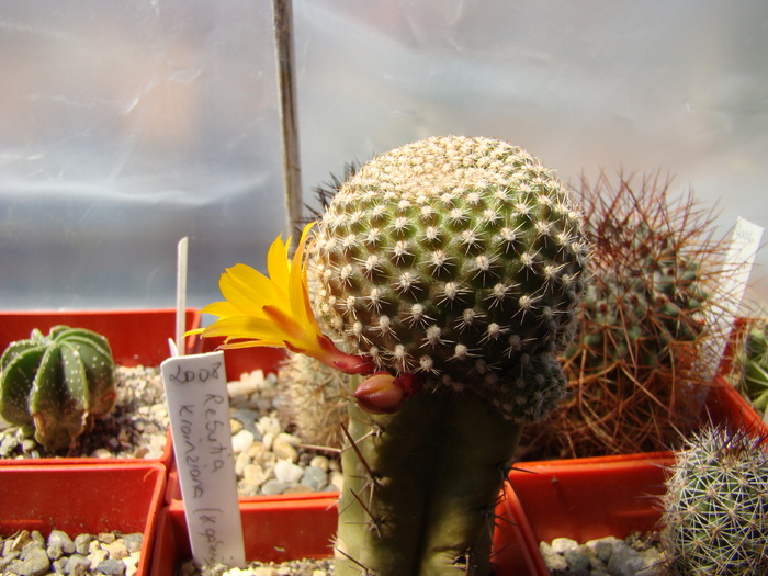 Rebutia krainziana - Rebutia