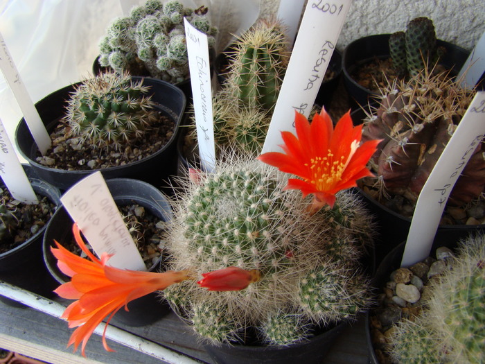 Rebutia sp - Rebutia