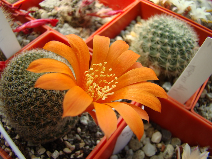 Rebutia sp - Rebutia