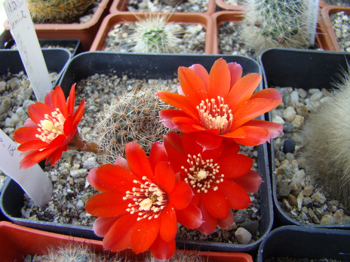 Rebutia sp