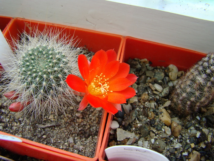 Rebutia sp - Rebutia