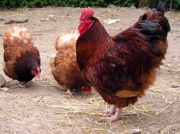 Red_Orpington_trio_op_619x464