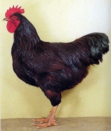 www_-%20rodajlendka