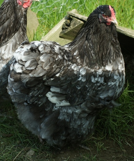 orpgrblauwgephen%20(2)