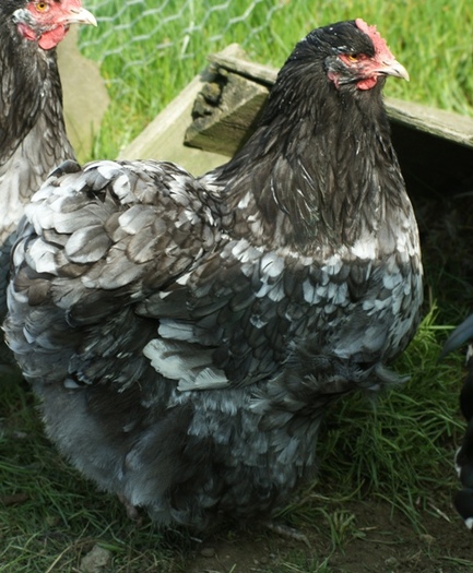 orpgrblauwgephen%20(5)