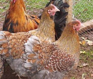 orpgrhenbuffblauwgezoomd%20(1)