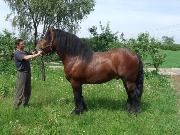 1294426980_154679242_3-Sprzedam-dwa-ogiery-Zimnokrwiste-Zwierzeta[1]